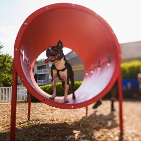 Dog Park Products - Dog Crawl Tunnel